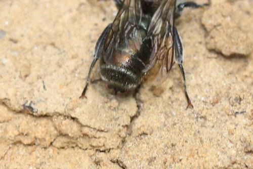 Réf. 345 768 : Osmia sp.
